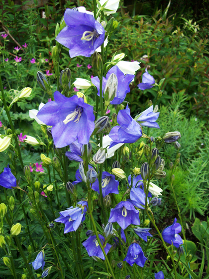 Peach leaved Bellflower